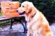 Shake Shack Sued Over Dog Tied To Chair